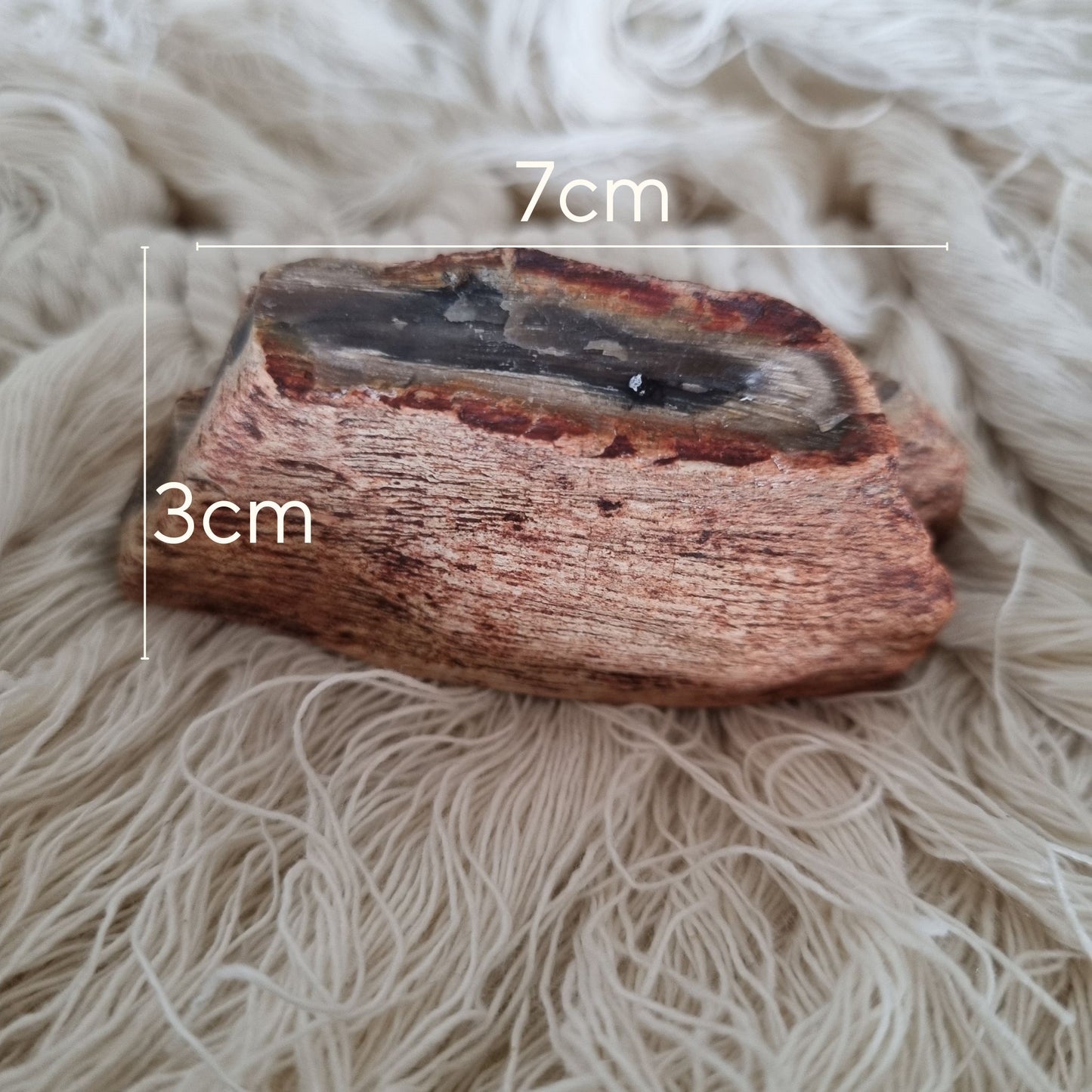 Petrified Wood – Ancient Earth Energy from Queensland