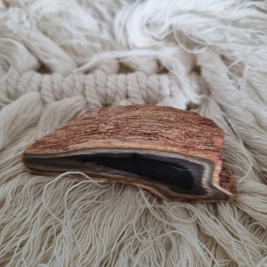 Petrified Wood – Ancient Earth Energy from Queensland