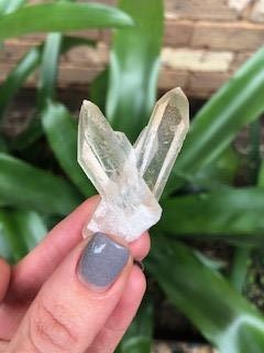 Golden Healer Cluster