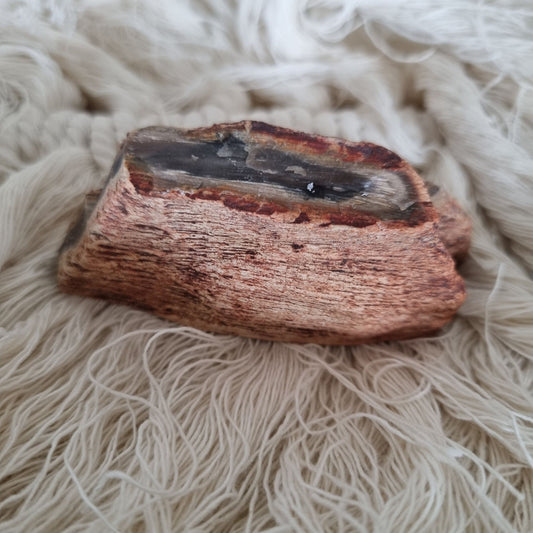 Petrified Wood – Ancient Earth Energy from Queensland