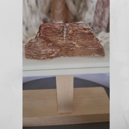 Petrified Wood – Ancient Earth Energy from Queensland
